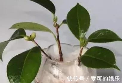 冬季扦插2种花，剪个枝插盆里，学会此样做，来年长势凶