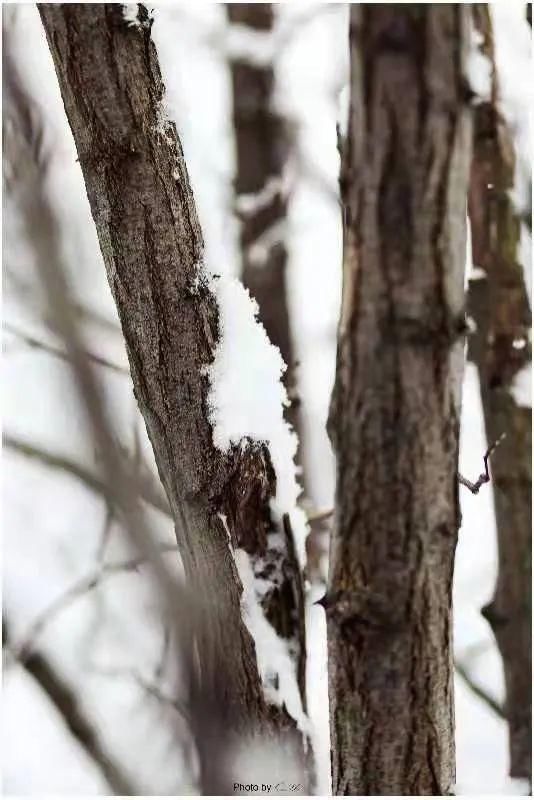 终究|终究是雪，温润了临潼的时光——