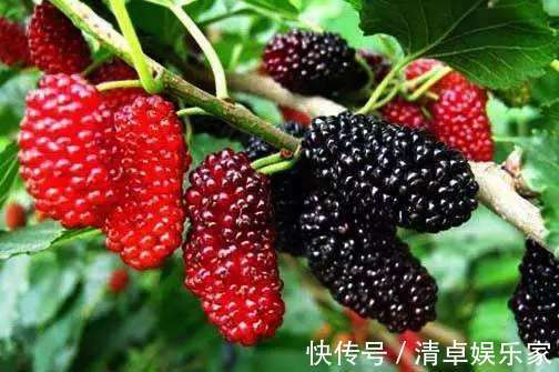 肝病|肝病最怕的4种水果，每天吃一点，排清肝毒，养肝护肝，预防肝炎