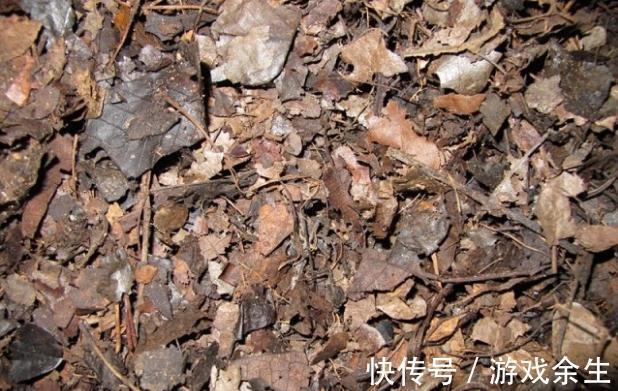 分享我这几年养君子兰的经验,挺实用的