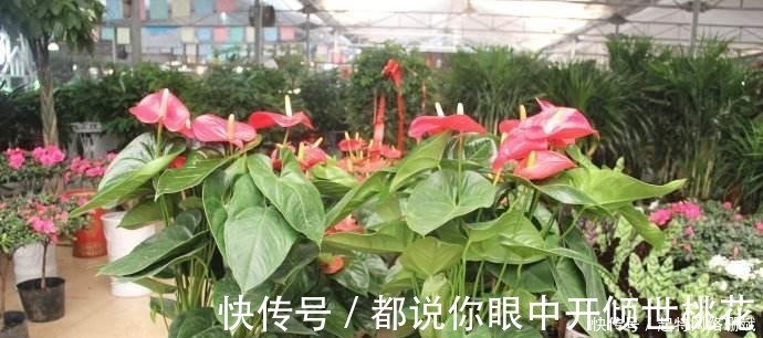花卉|花市买花时,尽量避开“此2种”,还有花友敢买,拿回家就养死