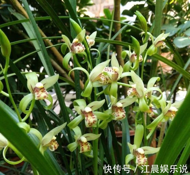 老花农养兰花,用3种植料,兰花不烂根,芽蹭蹭冒,花呼呼开