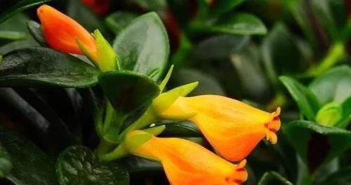 金鱼吊兰怎么繁殖？