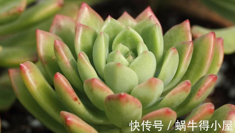 皮实|多肉中的“普货”马库斯,好养又漂亮,于新人而言却是“精品”