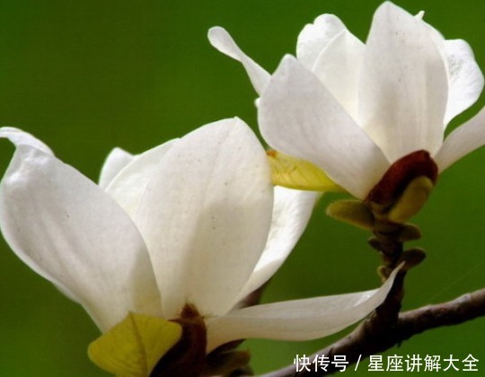 6月1日开始 吉星庇佑 4属相桃花开 事业顺 日子旺 粉紫色 6月1日开始 吉星庇佑 4属相桃花开 事业顺 日子旺 粉紫色