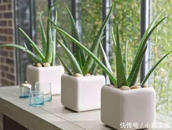 芦荟|家里万万要养这几种植物，对家人身体健康有益，有钱人一早就明白