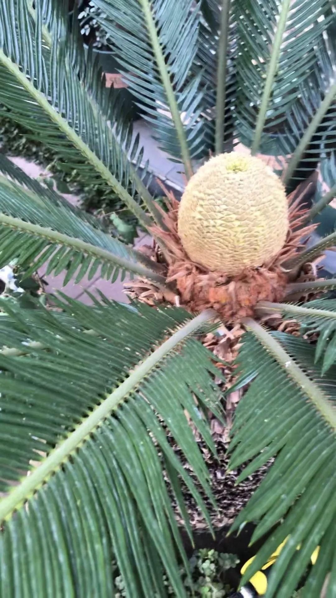 显摆一下我的家丨花开香满院,爱花人在自家庭院建小花园