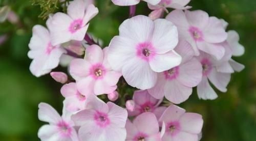 开花最勤快的盆栽，年头开到年尾，花色喜庆，养护容易，适合新手