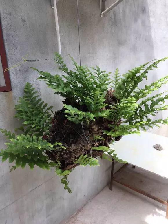 垂盆草|屋顶上的野草,人称“房神”,别再拔了,是福气!