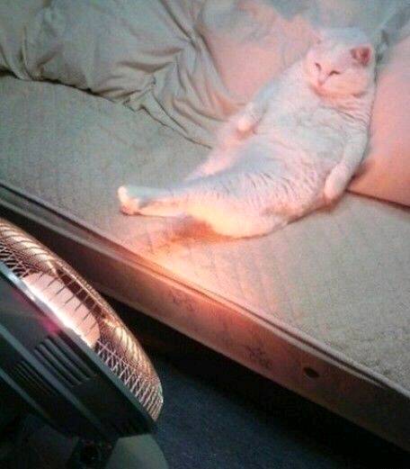 |搞笑图片幽默段子笑话 哈哈哈,这么大一个金黄色的球是啥呀