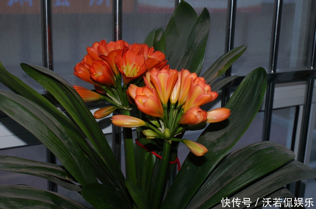 别郁闷，君子兰盆栽不开花了，满足4个条件，花开得停不下来