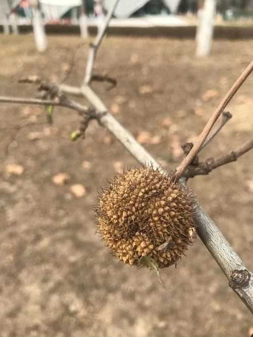 冬天|冬天的湿地公园