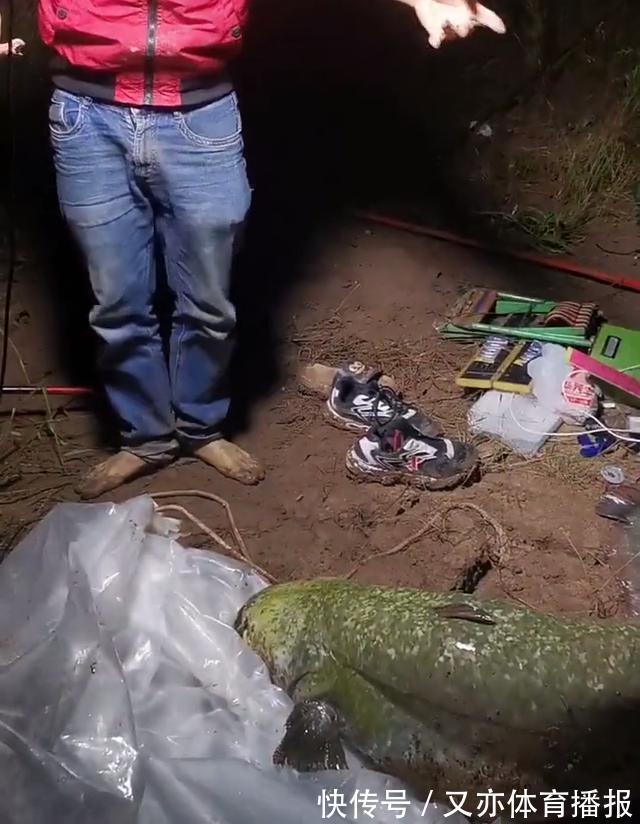 西江80斤鲶鱼王被人钓起！几乎与人等高，网友：应该放生