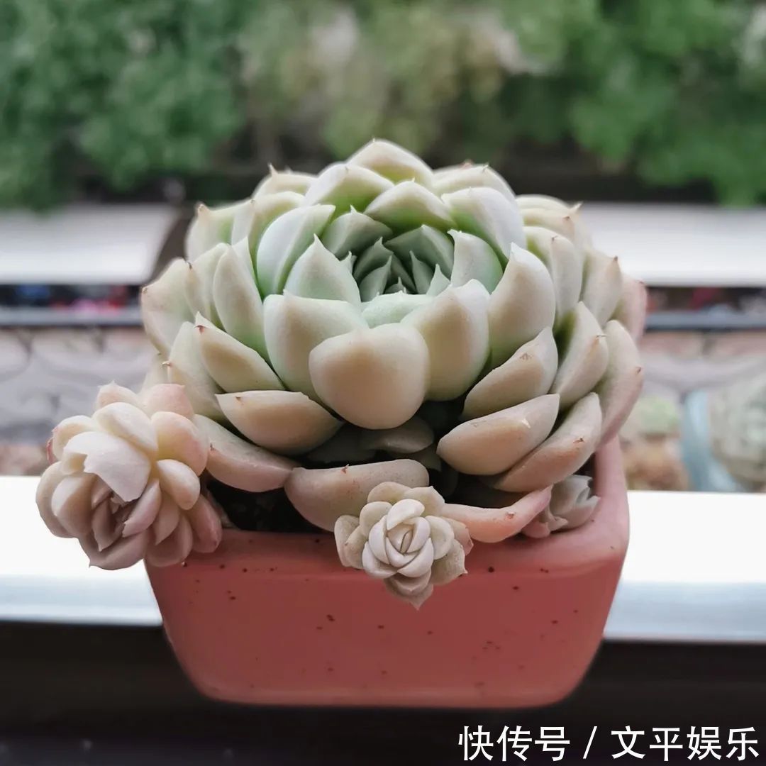 一组逆袭成功的多肉给它时间，它就会给你好看！