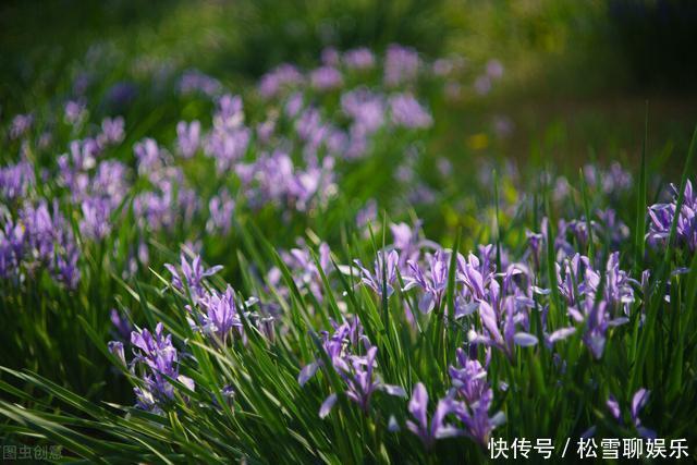 若有幸在路边看到马蔺花,请别犹豫,尽快移植回家,观赏价值高