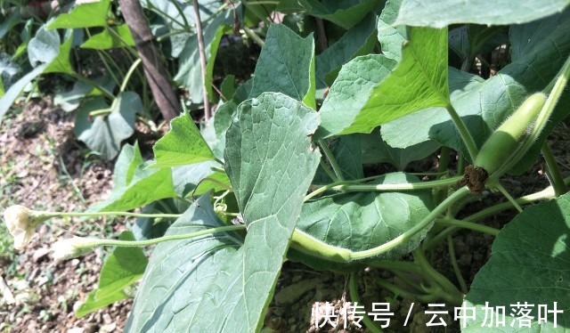 韭菜|入秋后包饺子，韭菜和芹菜靠边站，有种瓜鲜香有营养，要吃得抓紧！