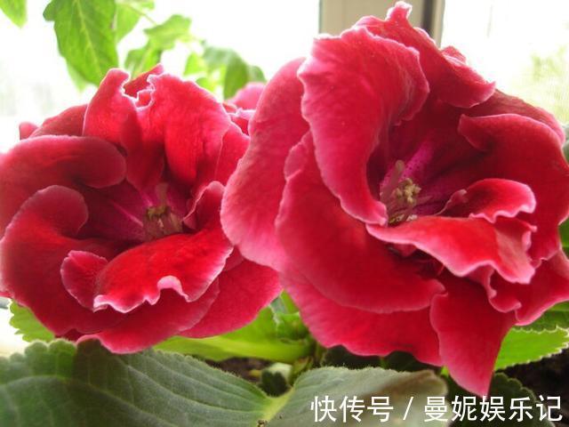 大岩桐|家有小院,不妨养款这些花,花色柔美,缭绕飘舞,别致的美