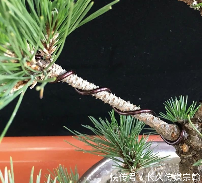 用普通花草树木来“练手”,经蟠扎,立马显现盆景造型的魅力!