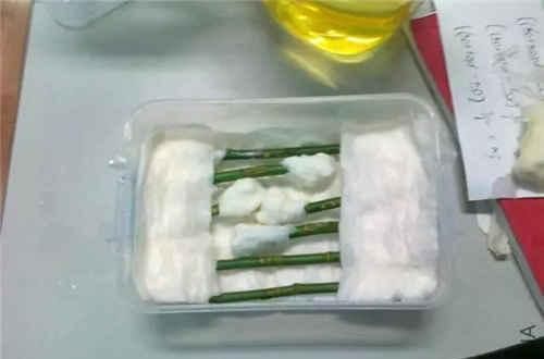 家里常用的卫生纸，拿来养花原来有这奇效，大白根窜的止不住