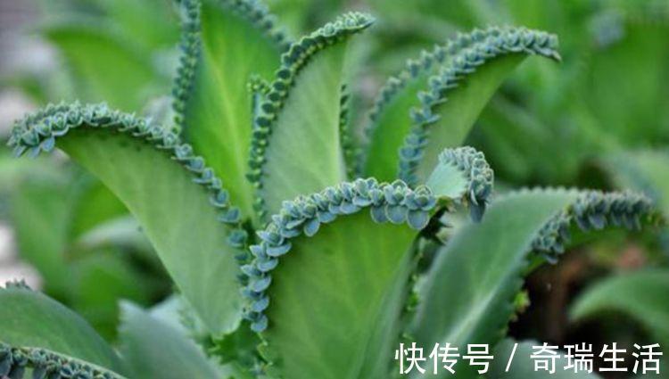 此花超漂亮，沾土就活，家里变花海，越养越上瘾！