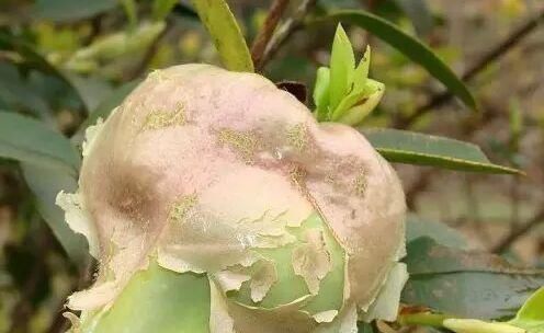 小时候吃过的农村野果,你还记得几个看这里童年的味道我知道