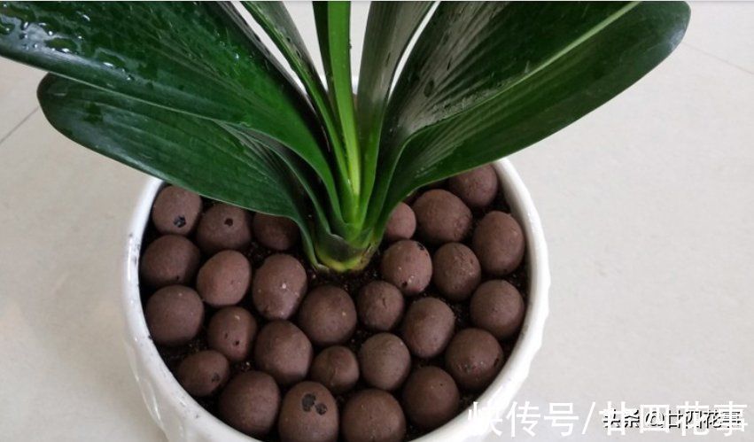 秋天给君子兰翻盆,盆土加“4种颗粒”,透气不积水,1年不烂根