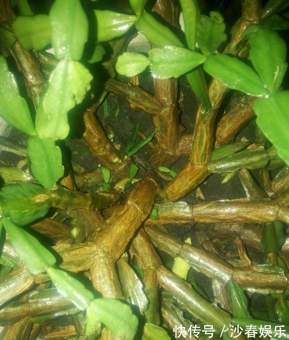 头顶端|蟹爪兰花期结束,养护注意“3点”,疯狂长叶子,入冬花苞翻2倍