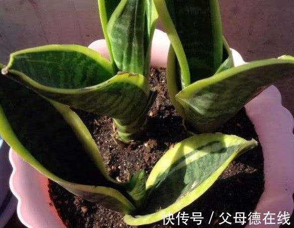 虎皮兰不冒小芽，长势差，盆里埋几粒它，小芽呼呼长叶翠绿