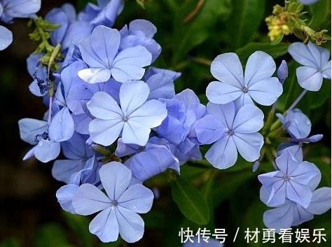 菊花|喜欢菊花,不如养盆“牡丹名品”岛大臣,花团锦簇,娇艳多姿!