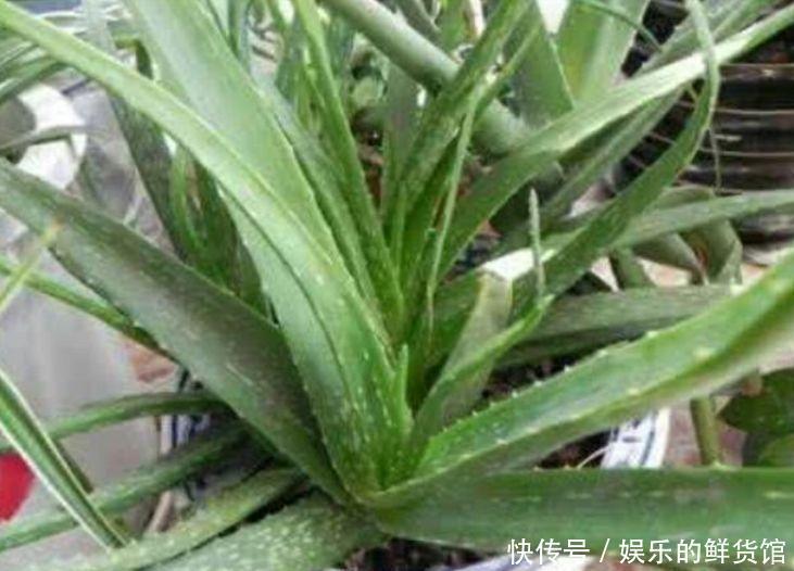 开花|4种花寓意好,家里养一盆,增福又纳财,养100盆也不嫌多!