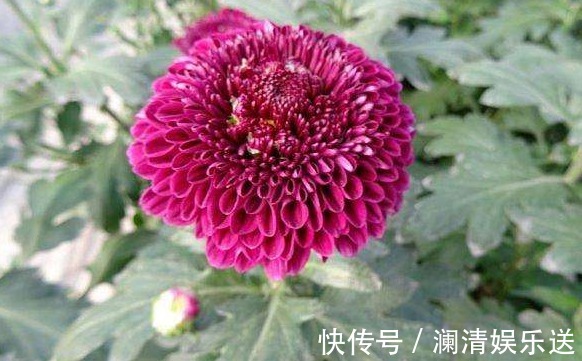 喜欢养菊,不如养一盆“紫乒乓菊”,颜色艳丽,花期长适合盆栽养