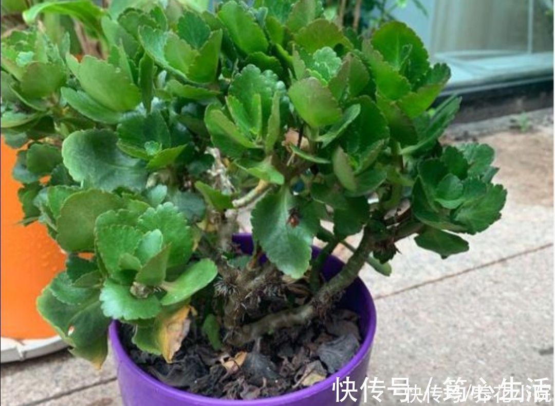 休眠|长寿花已在“休眠中”，现在就怕4件事，别去打扰它