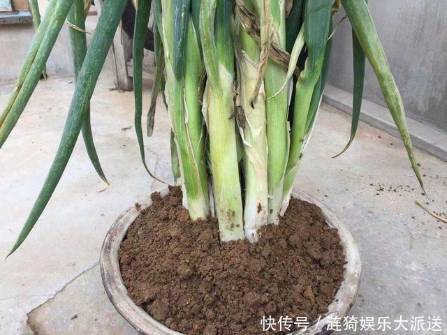 土埋法|今天才知道,原来保存大葱这么简单,不空心不烂根,放半年不会坏