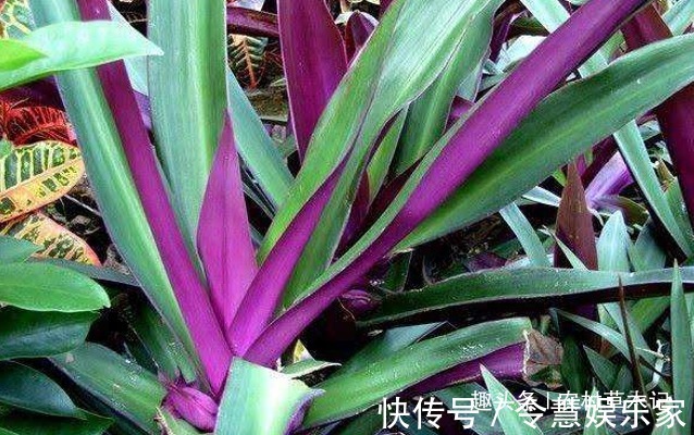 红面|人称“红面将军”,蟑螂见了就跑,可盆栽,价值大,你们认识吗