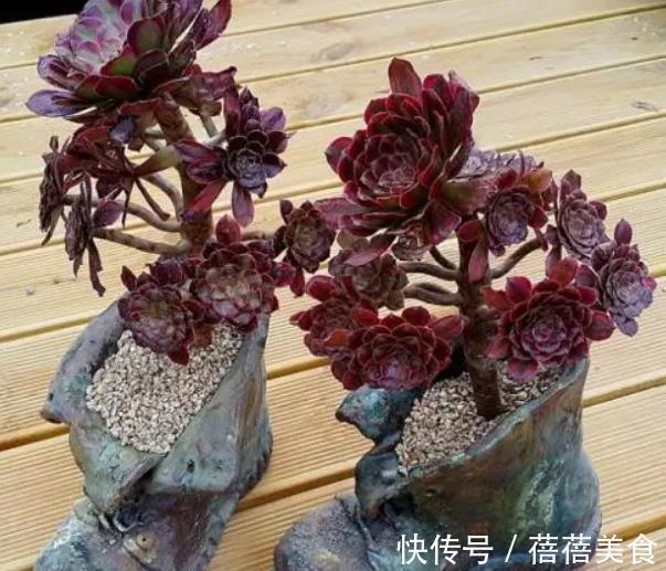 养多肉黑法师,掌握4个要点,叶片光泽长势好,养成群生手捧花