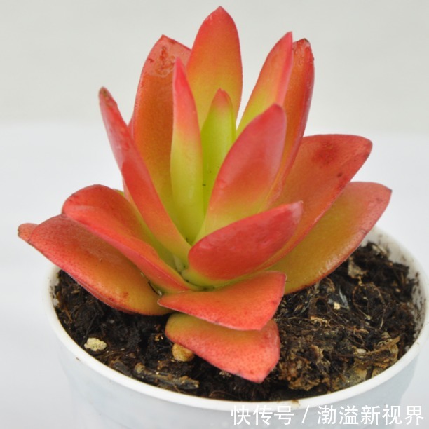 夏季|夏天多肉养不活那是你没找对方法，学一招帮它度过休眠期！
