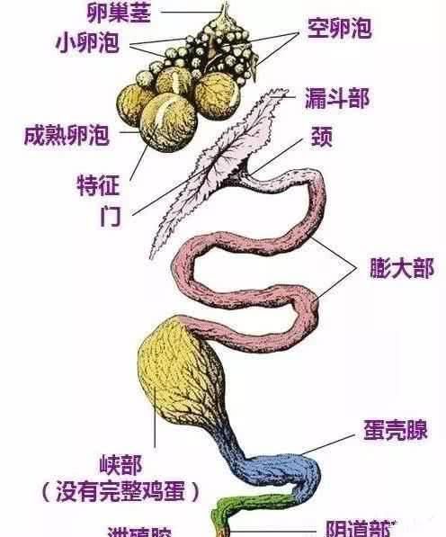 输卵管|受精的是鸡蛋，不受精也是鸡蛋，母鸡没有公鸡也能生蛋