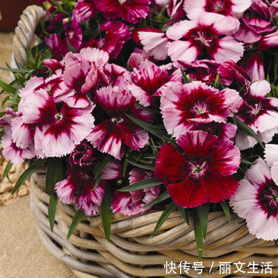 老公|最擅长放养老公的四大生肖女,遇见了请珍惜