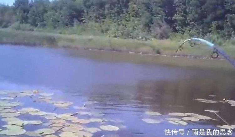 荷花池钓鱼遇“鸭嘴”怪鱼咬钩,据说放生了会危害整片河域!