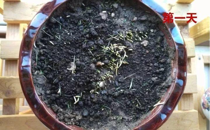 长势超快的9种花,5天爆盆,7天开花,超有成就感!