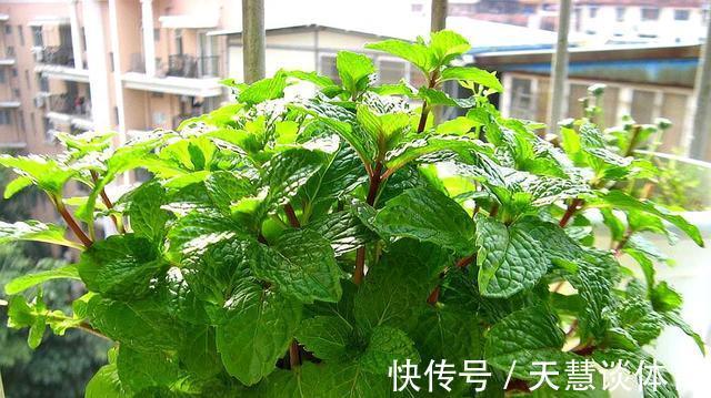 薄荷|“蚊子”不喜欢的“3种花”,现在养一盆,夏天正好驱蚊虫