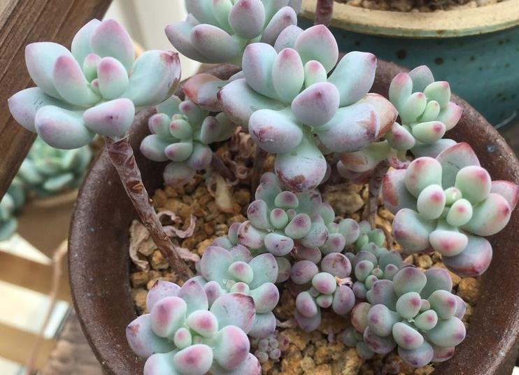 自来水|居家盆栽多肉植物黑莓,如何养护好?