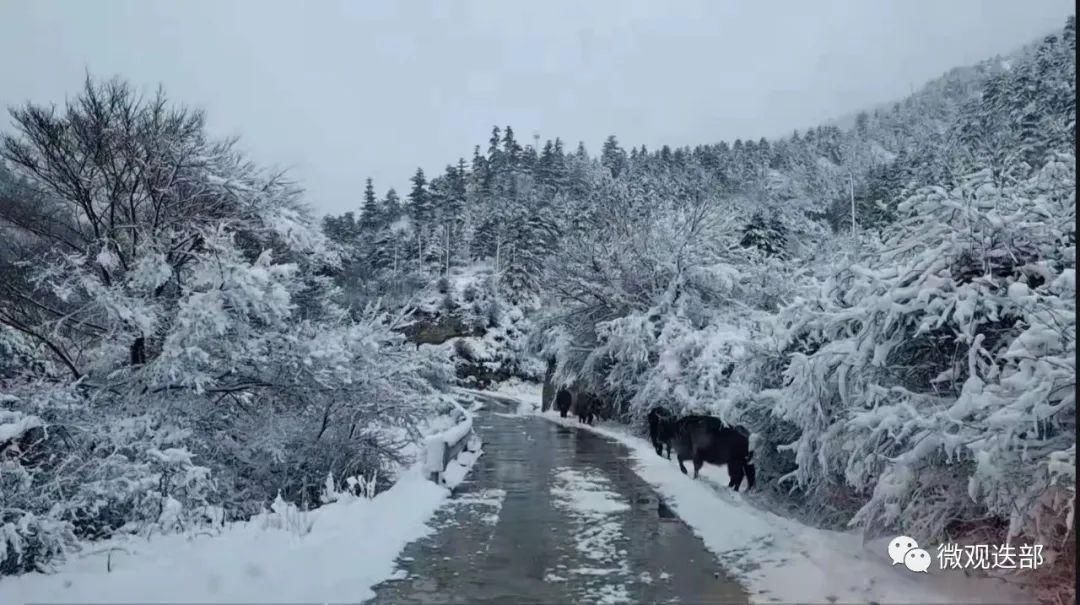 迭部迎来新春第一场雪|新春走基层 |迭部迎来新春第一场雪\＂,\＂i10\＂:\＂新春走基层