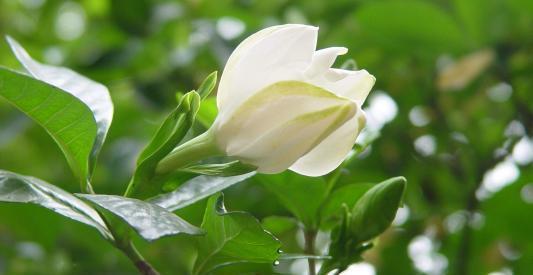 有的植物冬季开花不好,可能活不过冬天!我们该怎么办呢?