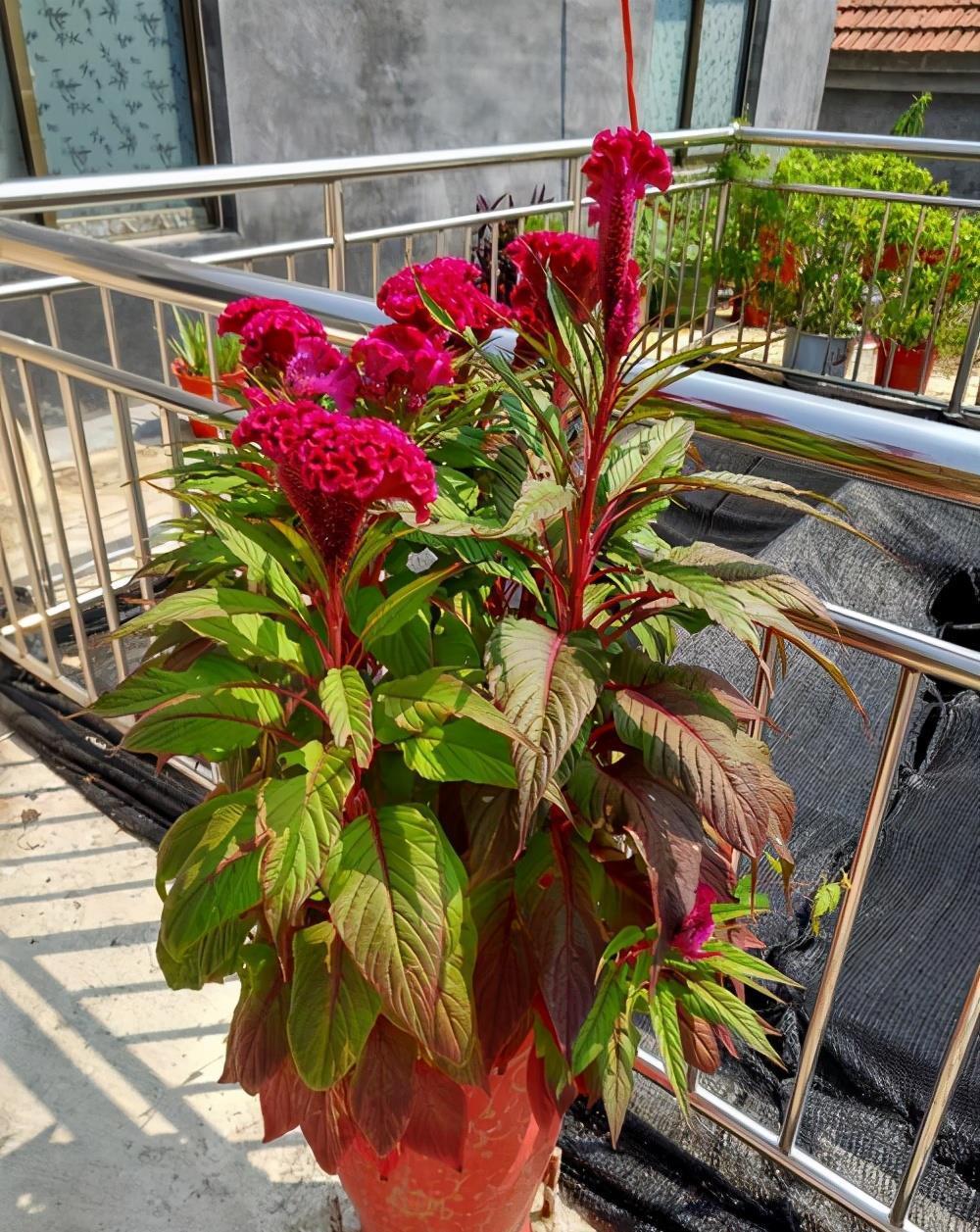 播种|7种“速生花”,现在丢土里,30天就长大,花香扑鼻真泼辣