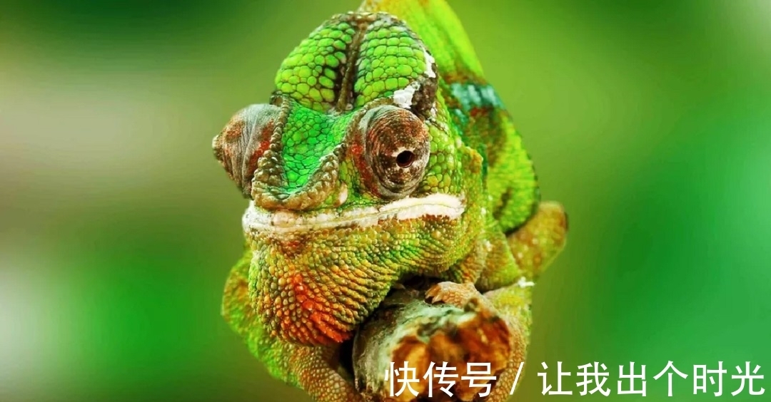 纳米晶体|变色不是为了“伪装”?而是交流和控制体温,动画片都是骗人的