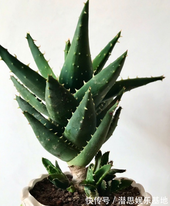 6种芦荟可食用,切开挖一勺汁液,敷在脸上能美容