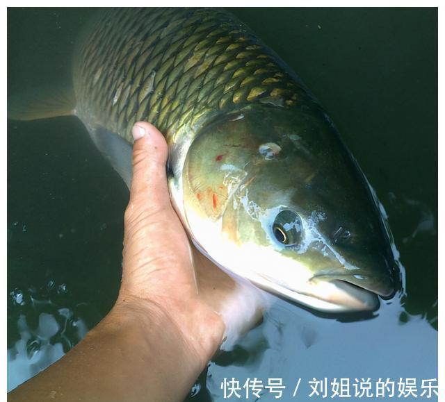 老年人|这4种鱼平时尽量少吃,或对身体不利,了解一下