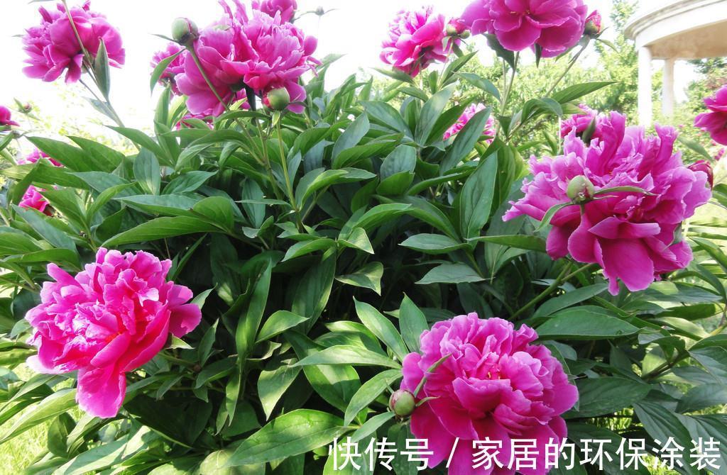 十月不知养啥花？看看这六种，好养又漂亮，可以放心入手