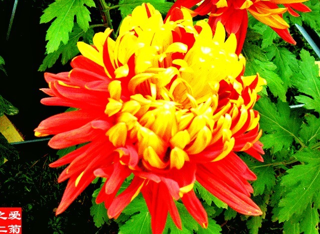 喜欢菊花,就养盆“菊中珍品”金红竞辉,似红金赛舞,妖娆动人
